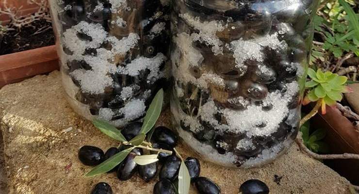 Come fare Olive nere sotto sale