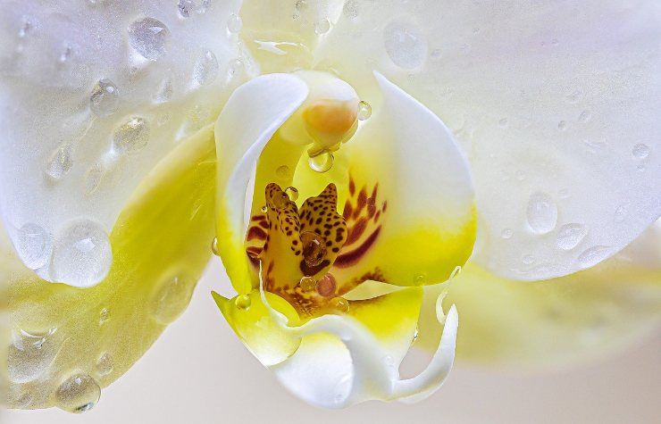 Orchidea bianca e lucente