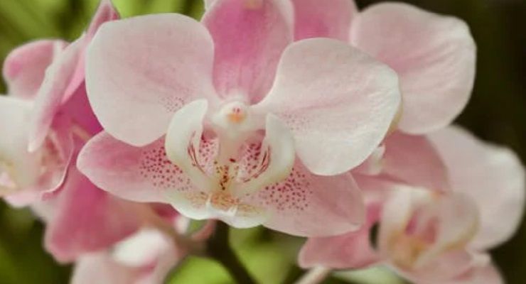 Orchidea significato colori