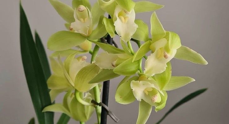 Orchidea significato colori