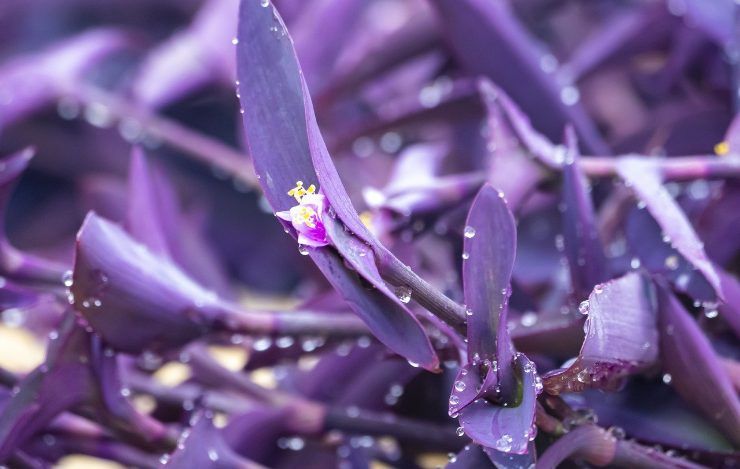 Pianta Tradescantia di colore viola