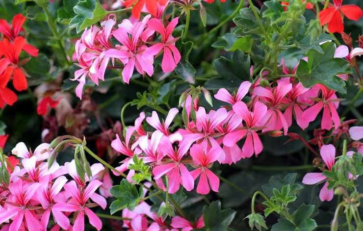 Pianta di geranio dai colori rosa e rosso