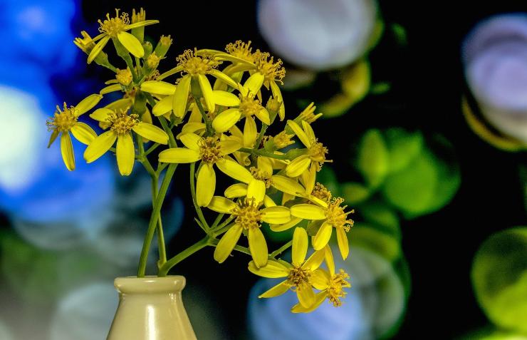 Rametto di senecio in vaso, le foglie hanno 5 petali