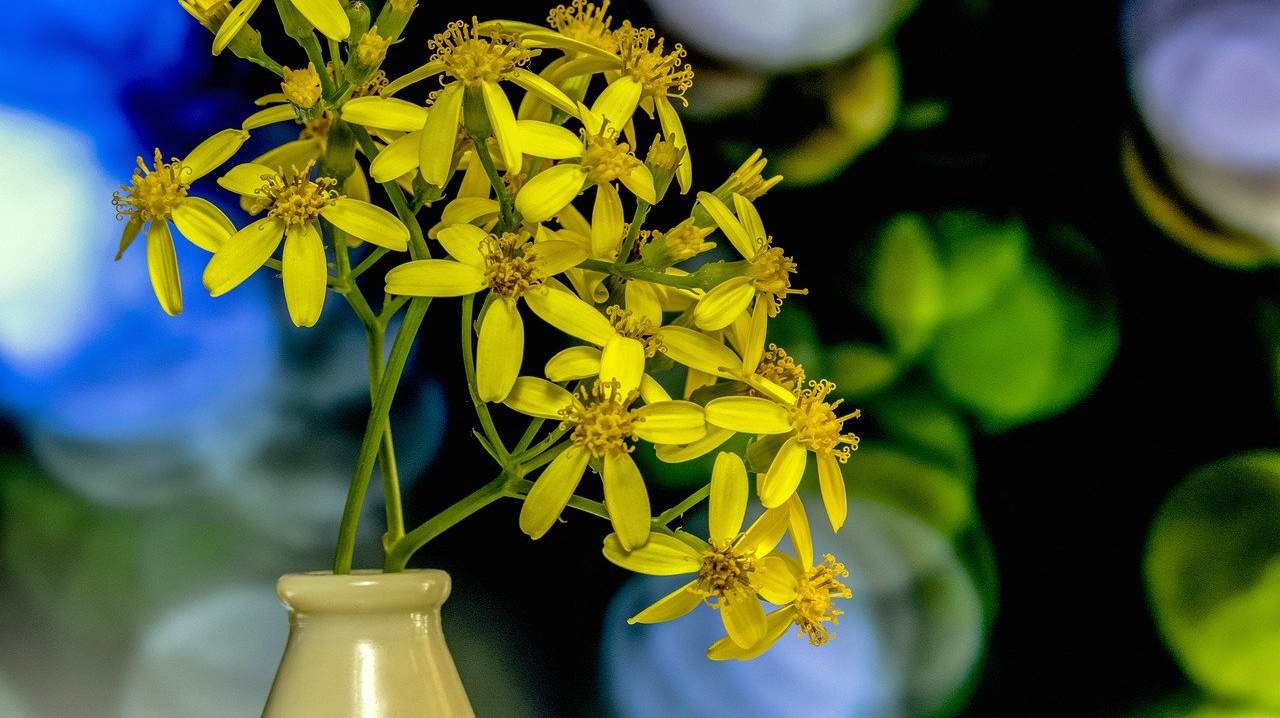 Rametto di senecio in vaso, le foglie hanno 5 petali