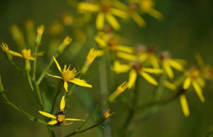 Senecio rampicante in natura