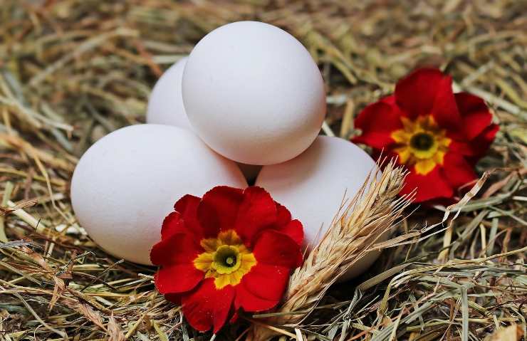 Uova fresche da interrare e usare come fertilizzante 