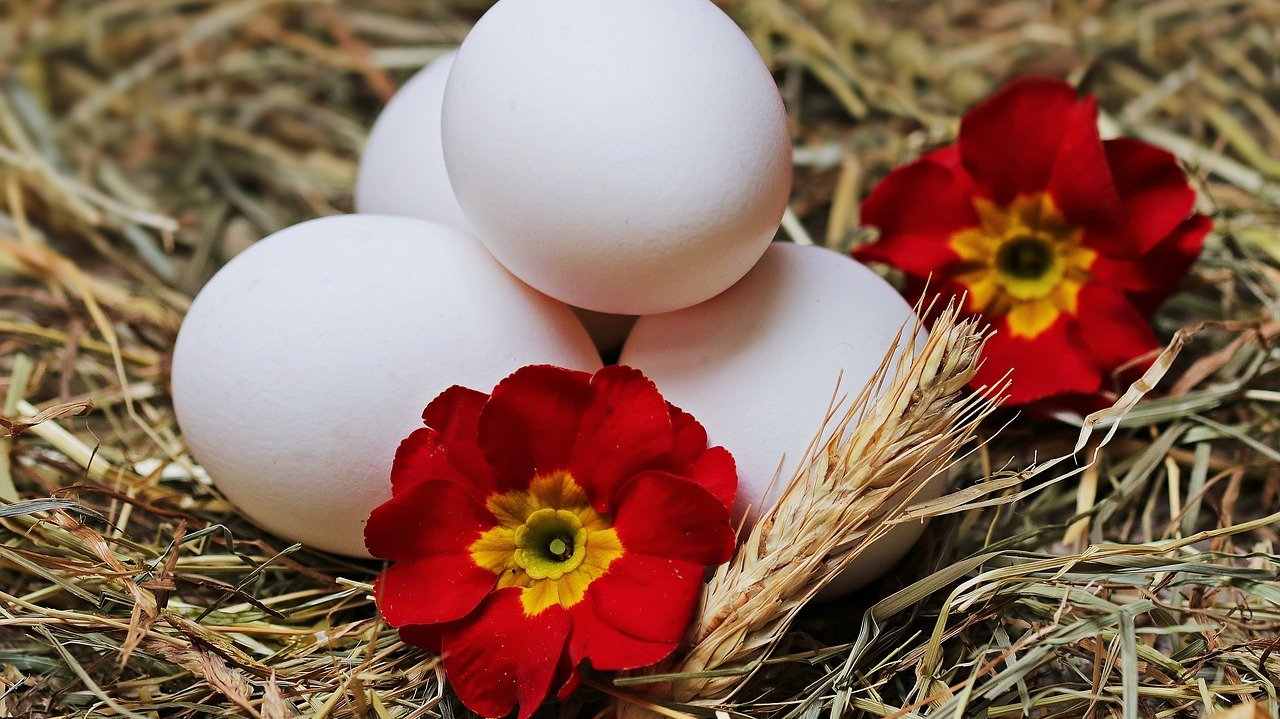 Uova fresche da interrare e usare come fertilizzante