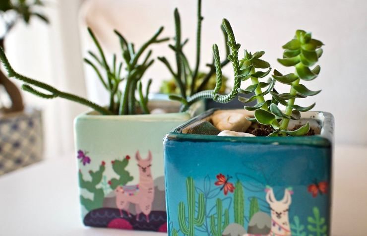 Vasetti per piante grasse decorati e dipinti a mano 