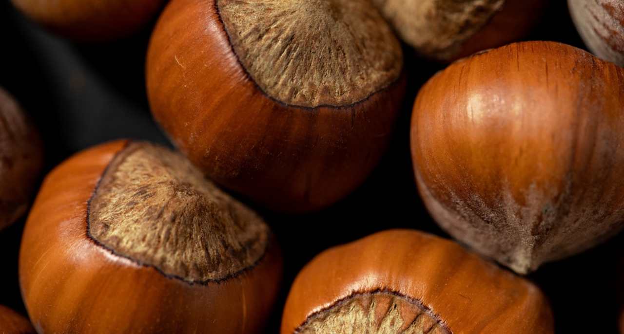 castagne
