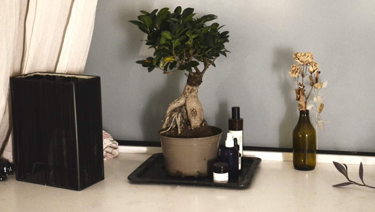 ficus bonsai