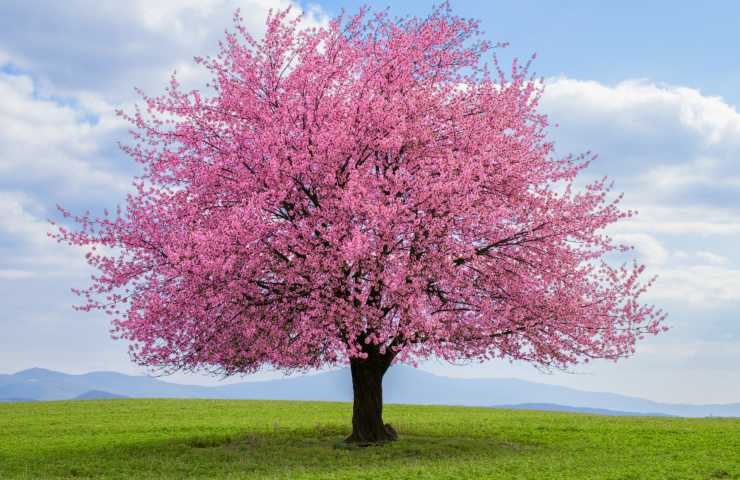 fiori-in-autunno-albero