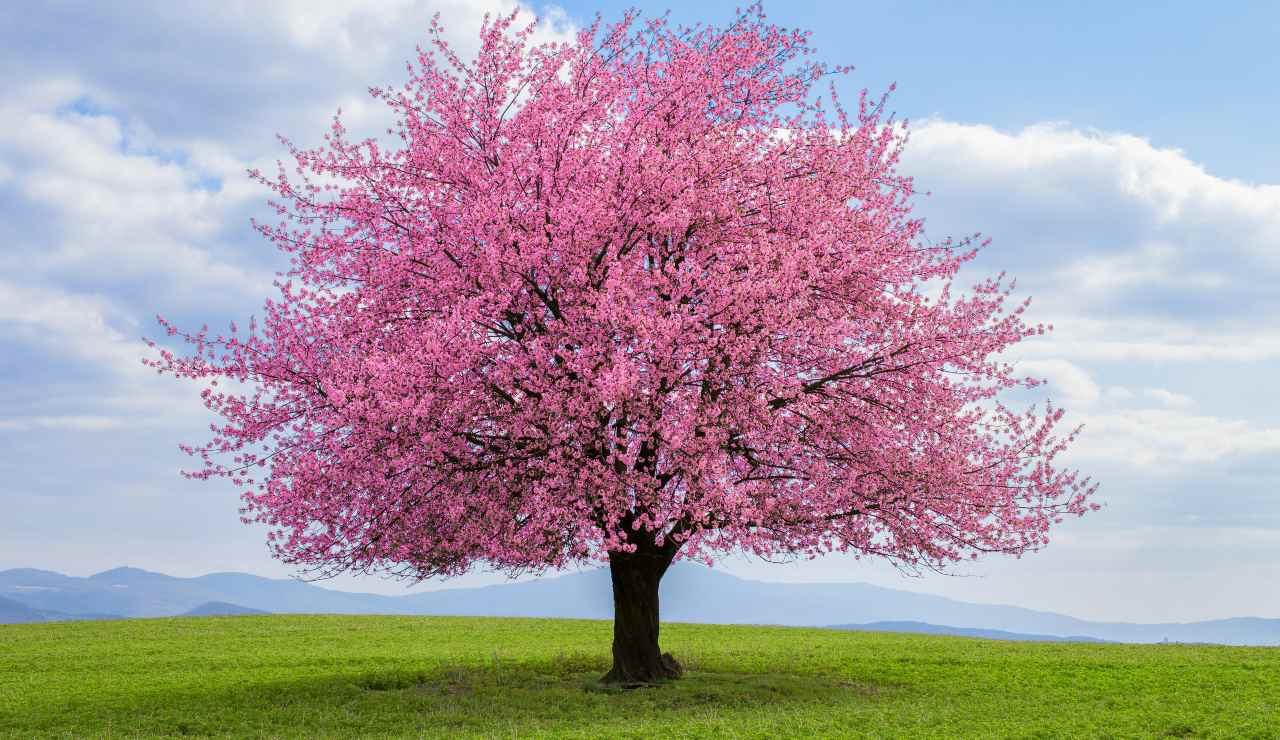 fiori-in-autunno-albero