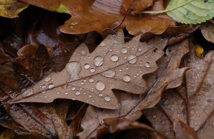 fiori-in-autunno