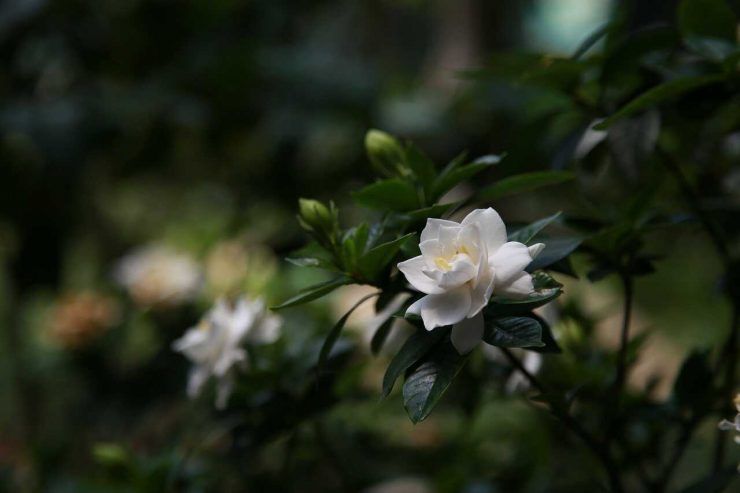 gardenia