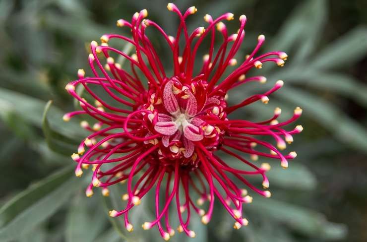 grevillea