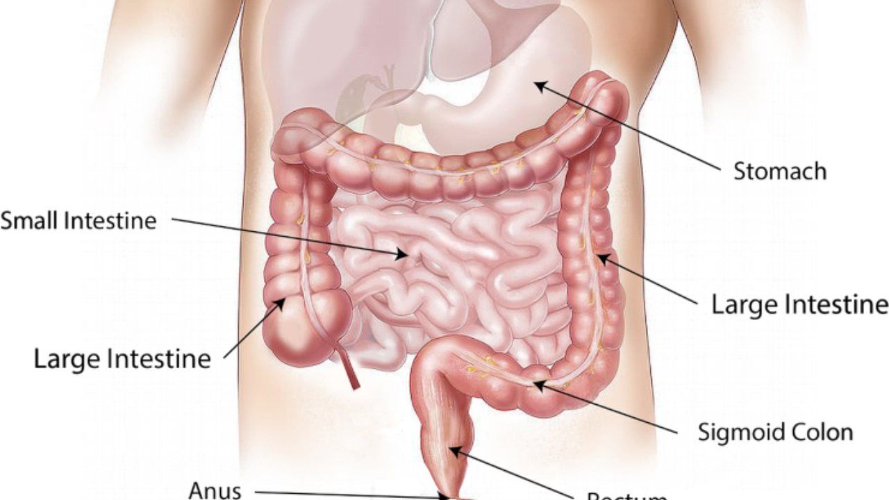 intestino