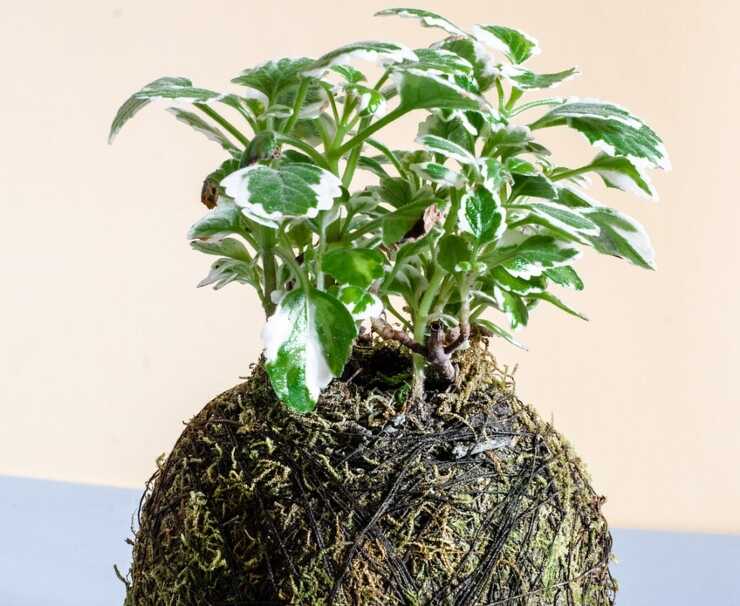 kokedama ciclamino metodo