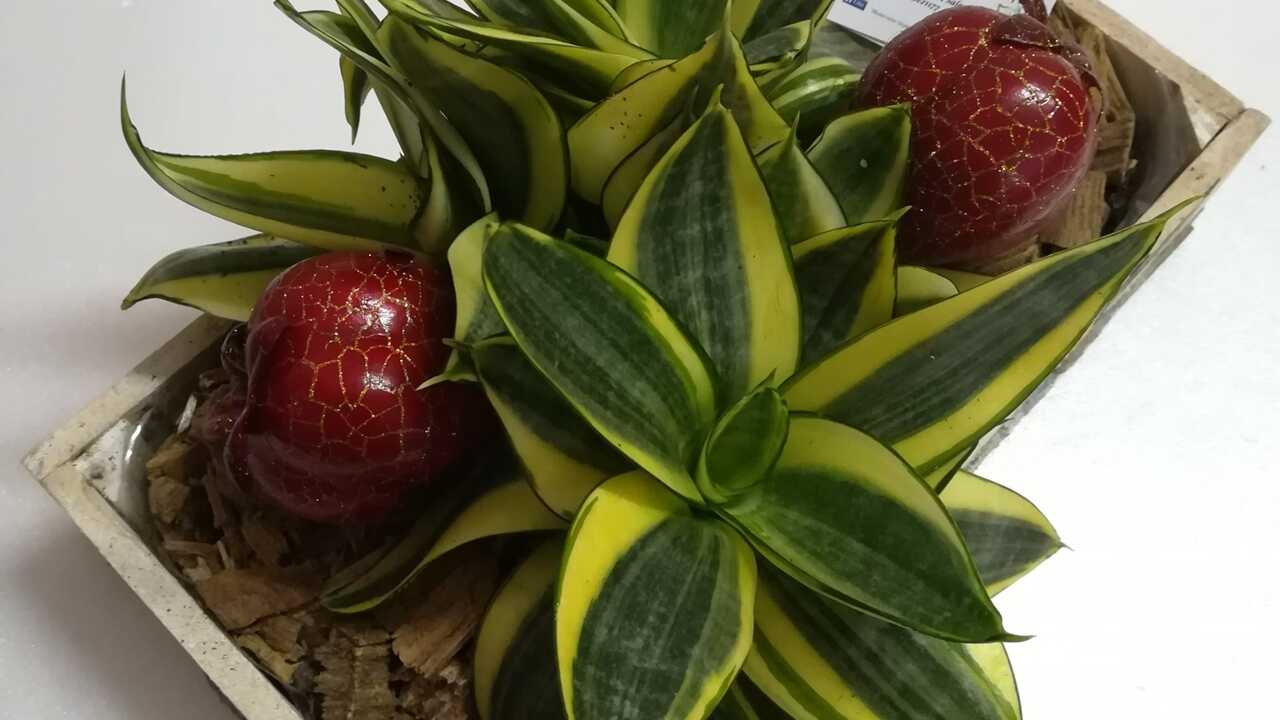 piantine grasse decorazioni