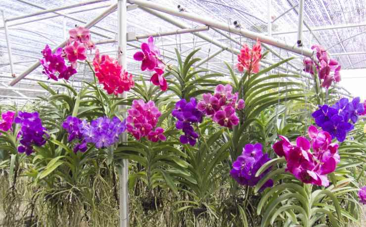 orchidea vanda