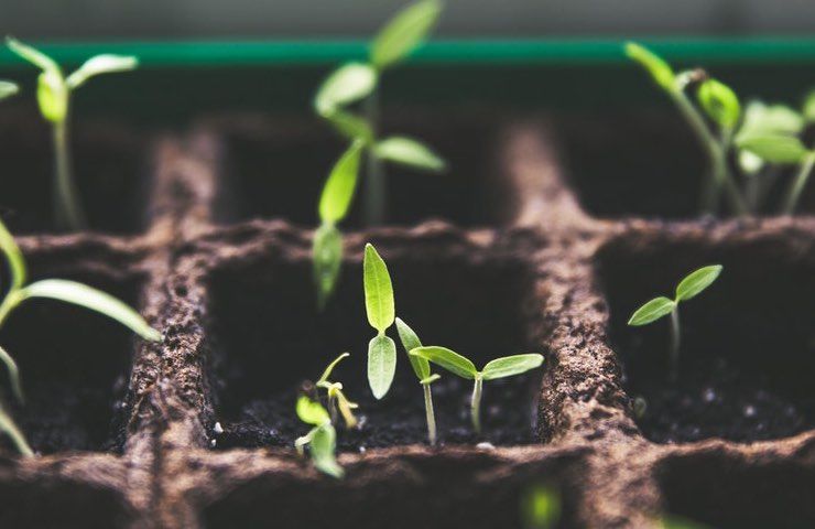 health plants leaves