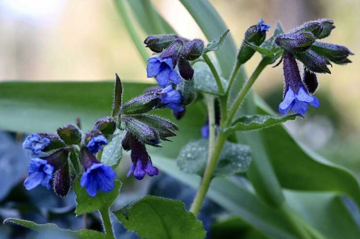 pulmonaria