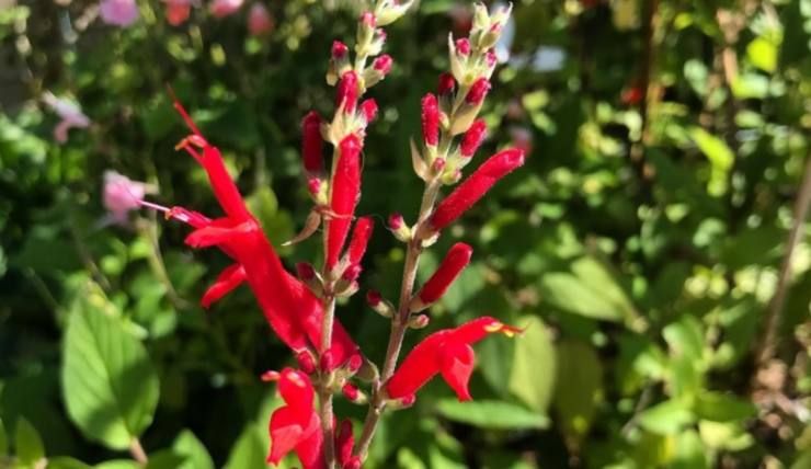 Salvia elegans