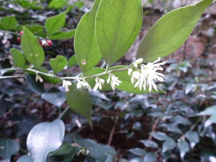 sarcococca 