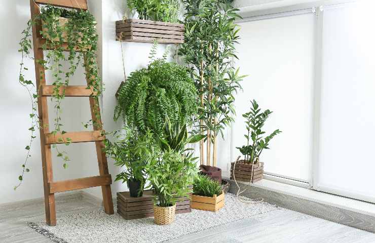 Bellissime piante in casa