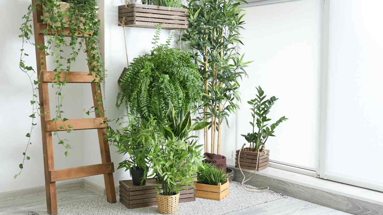 Bellissime piante in casa