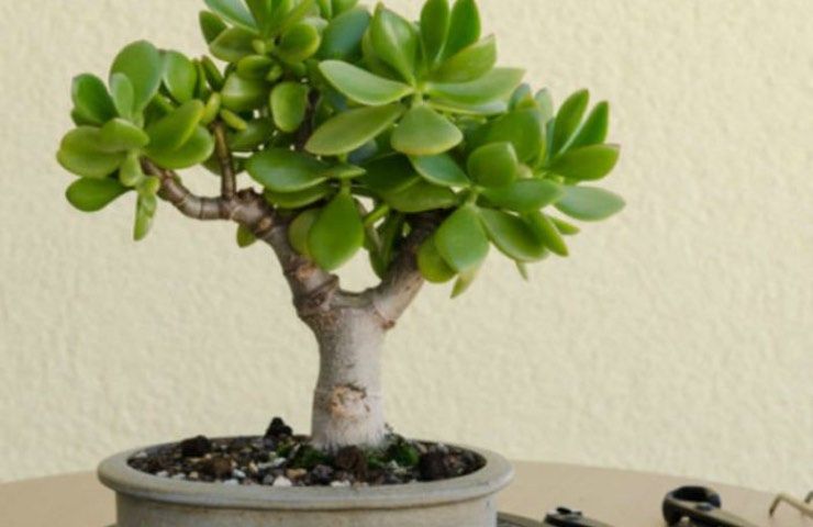 bonsai albero giada