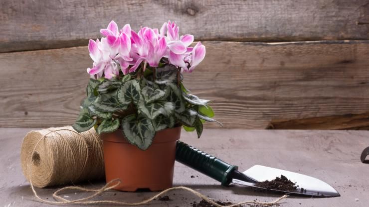 Ciclamino balcone fiorito