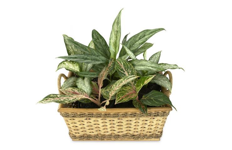 Dieffenbachia