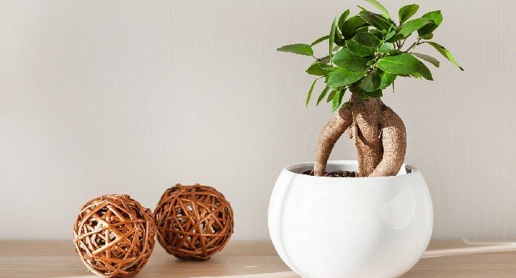 Ficus Bonsai foglie macchiate gialle