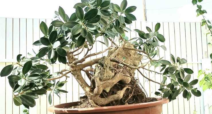 Ficus Bonsai crescita foglie