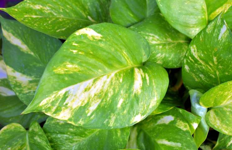 Le bellissime e grandi foglie del Pothos