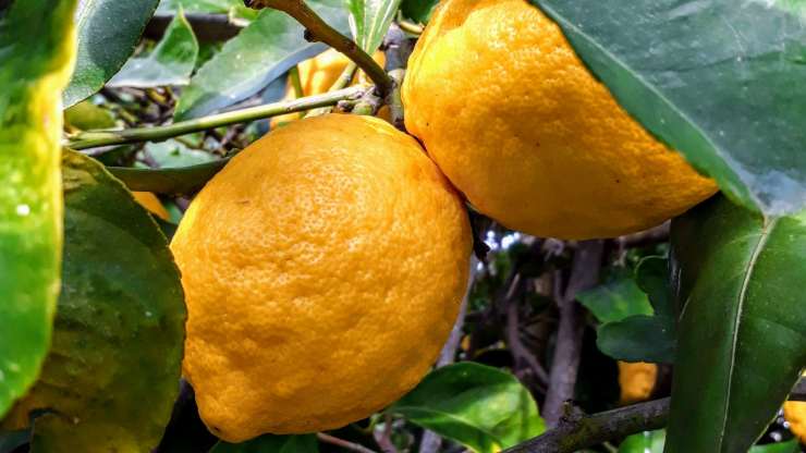 Curare pianta di limone