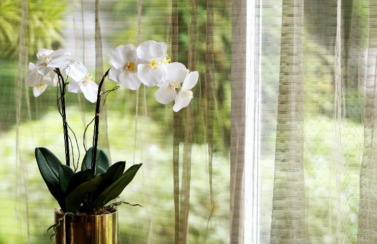 Meravigliosa, l'orchidea è una delle piante più amate