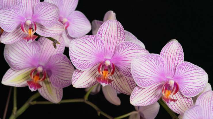 Orchidea rami secchi