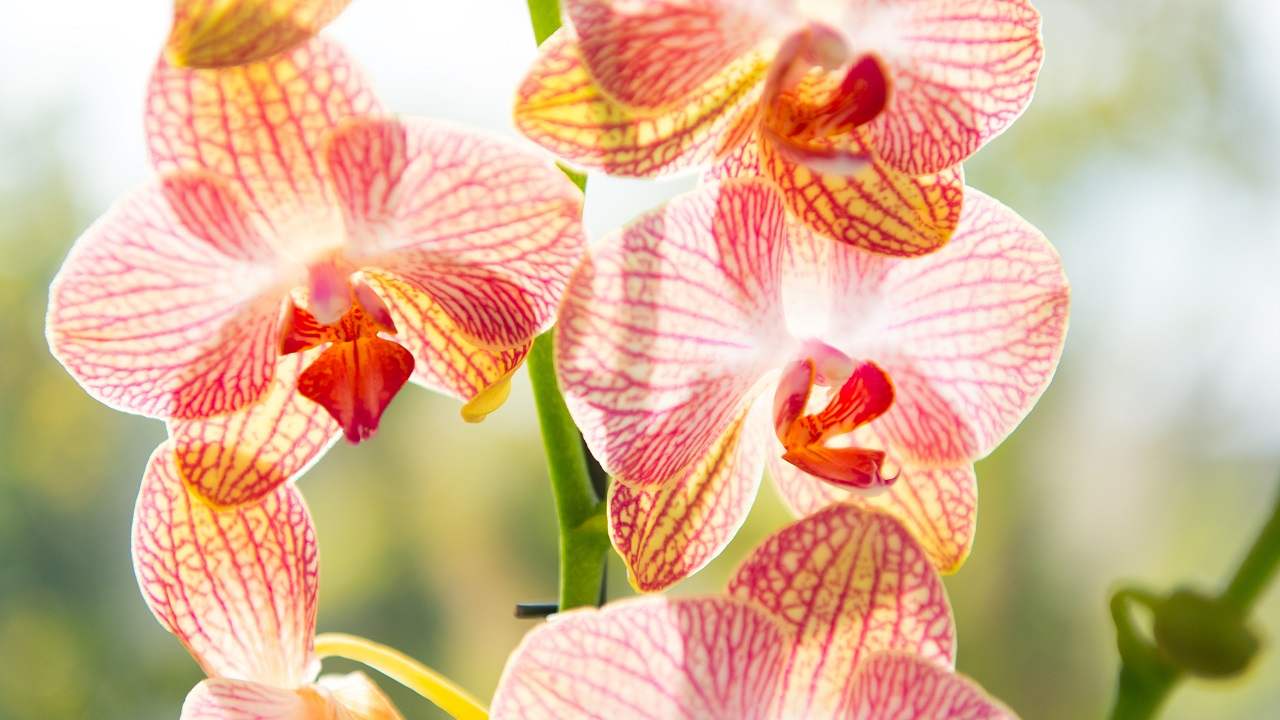 Orchidea boccioli chiusi