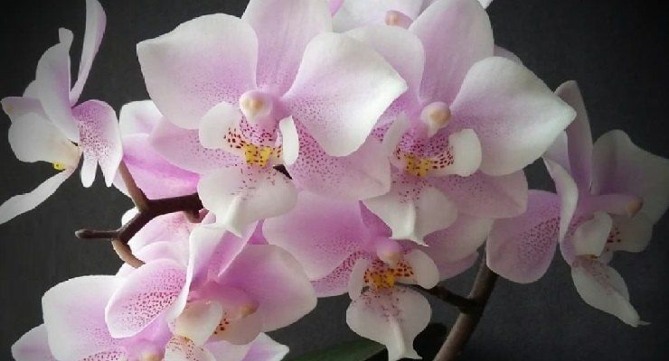 Orchidea stimolare la fioritura