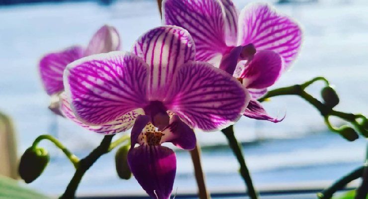 concimare orchidea stimolare fiori