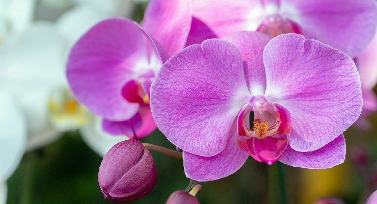 Orchidea secca freddo rimedi