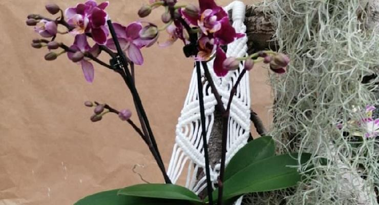 Orchidee senza supporti