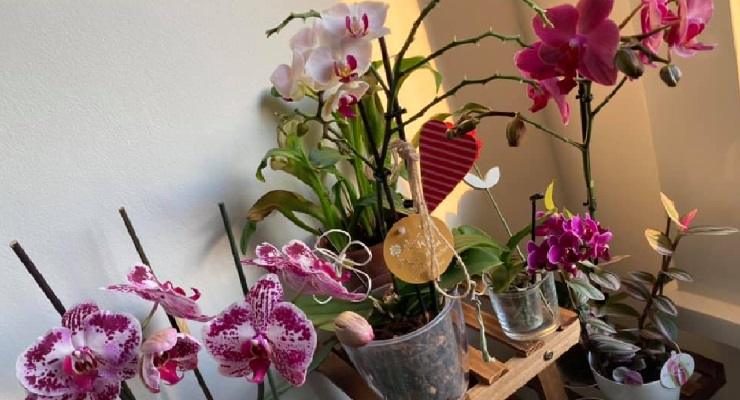 Orchidee senza supporti