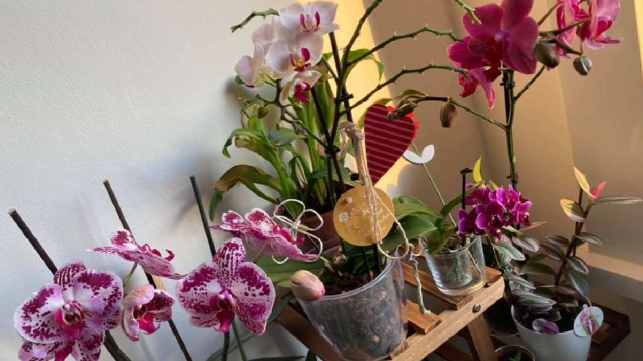 Orchidee senza supporti