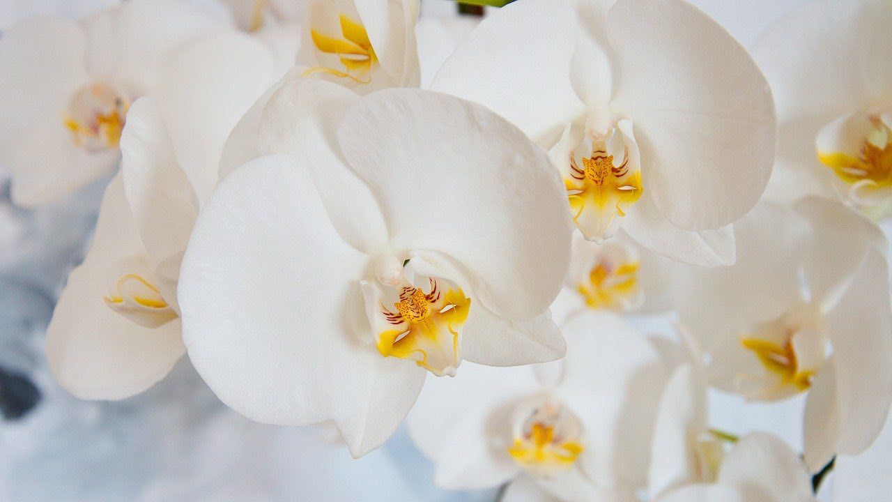 riprodurre orchidea bottiglia