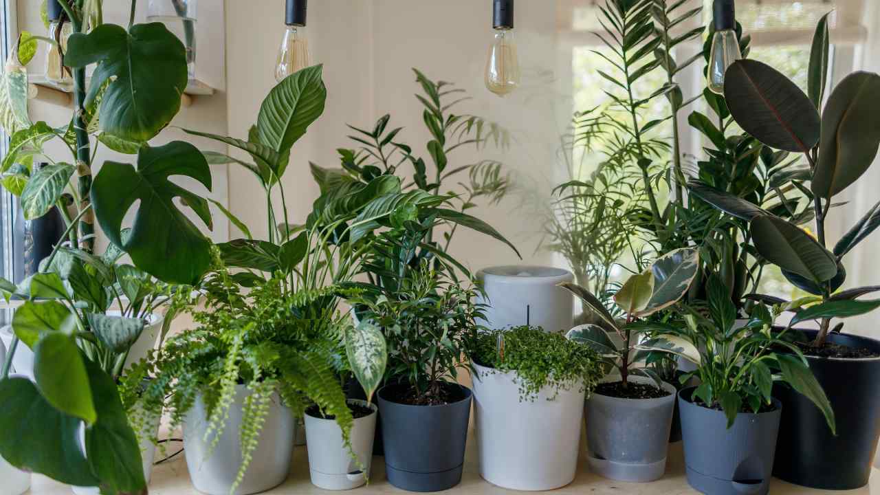 mantenere piante da interni