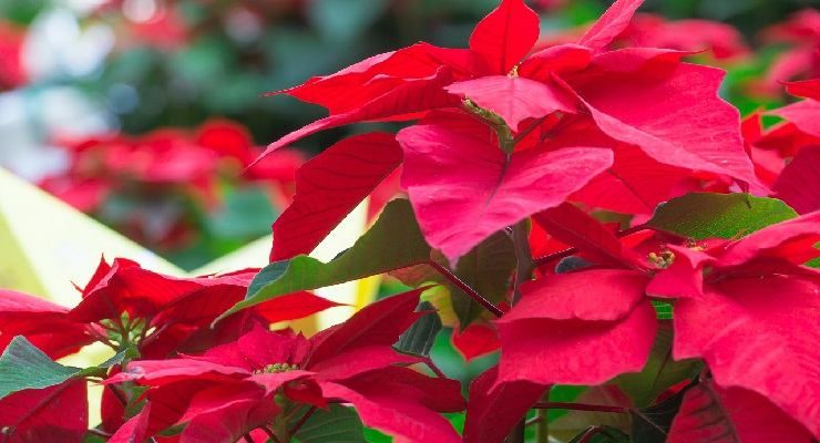 Stella di Natale non tenerla fuori