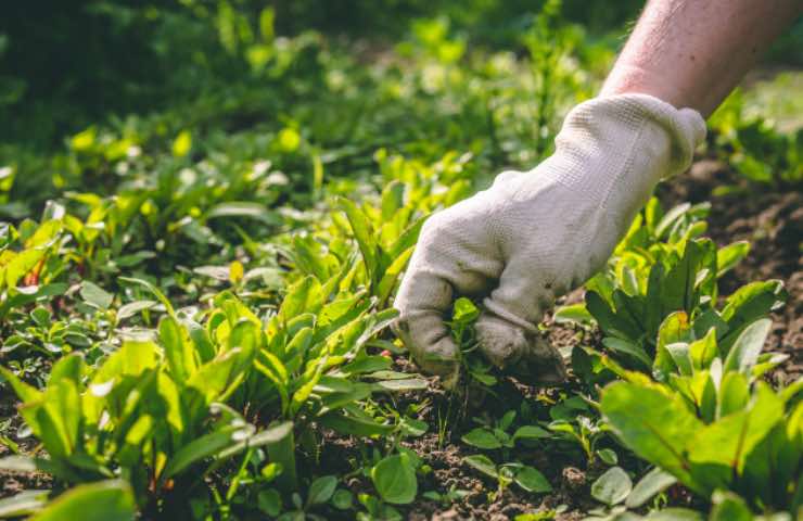 eliminare erbacce rimedi