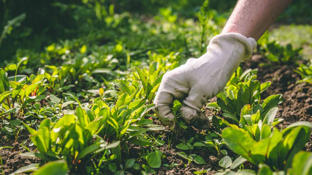 eliminare erbacce metodi